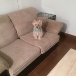 Joliet-Sofa-Pet-Stain-Cleaning